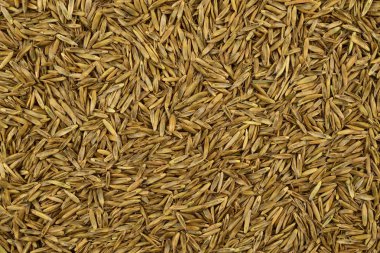 Ryegrass Seed Background (Lolium). clipart