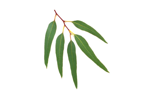 Eukaliptus Gałęzi Liści Białym Tle Inne Nazwy Las Czerwony Niebieski — Zdjęcie stockowe