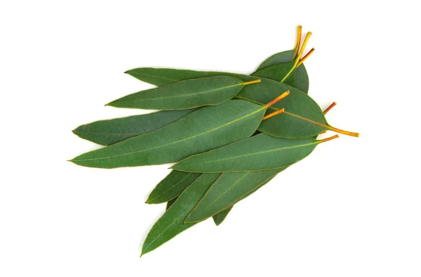 Eucalyptus Blue Gum Leaves Used Tincture Essential Oil Tea Medicine — Stock Photo, Image