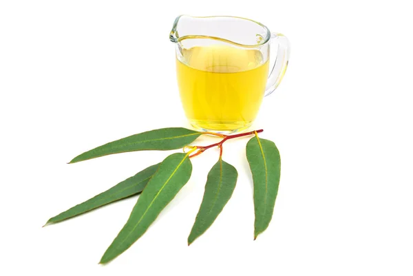 Eucalyptus Blue Gum Tea Tincture Extract Glass Cup Branch Leaves — Stock Photo, Image