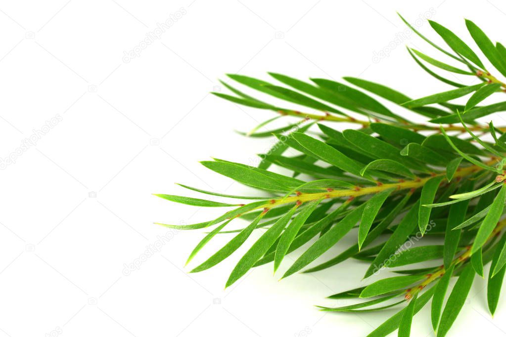 Tea Tree (Melaleuca) Branch and Leaves. Isolated on White Background, with added Space for Sign, Text or Logotype.