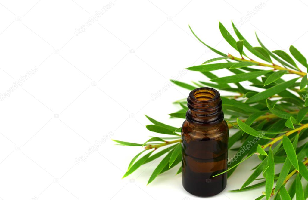 Tea Tree Essential Oil (Melaleuca) with Branch and Leaves. Isolated on White Background, with added Space for Sign, Text or Logotype.