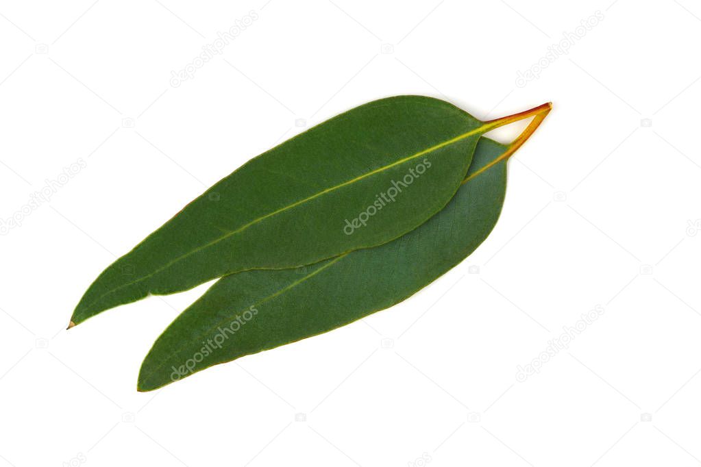 Eucalyptus (Blue Gum) Leaves. Used for Tincture, Essential Oil or Tea in Medicine. Isolated on White Background.