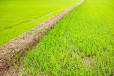 Manzara güzel altın Yasemin pirinç alan Asya.