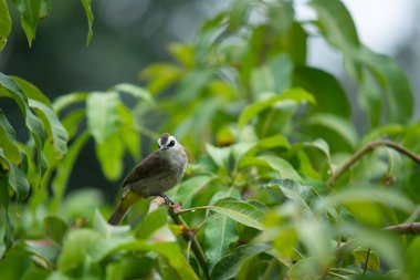 Güzel, küçük sarı delikli Bulbul mango ağacına yağmur damlasıyla eğleniyor. Tropikal bölgede renkli küçük bir kuş. Vahşi yaşam hayvan konsepti.