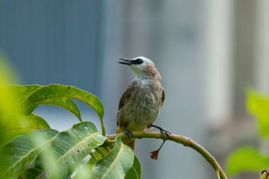 Güzel, küçük sarı delikli Bulbul mango ağacına yağmur damlasıyla eğleniyor. Tropikal bölgede renkli küçük bir kuş. Vahşi yaşam hayvan konsepti.