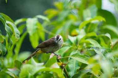Güzel, küçük sarı delikli Bulbul mango ağacına yağmur damlasıyla eğleniyor. Tropikal bölgede renkli küçük bir kuş. Vahşi yaşam hayvan konsepti.