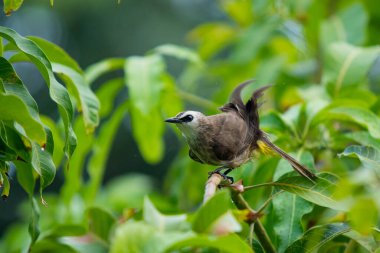 Güzel, küçük sarı delikli Bulbul mango ağacına yağmur damlasıyla eğleniyor. Tropikal bölgede renkli küçük bir kuş. Vahşi yaşam hayvan konsepti.