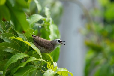 Güzel, küçük sarı delikli Bulbul mango ağacına yağmur damlasıyla eğleniyor. Tropikal bölgede renkli küçük bir kuş. Vahşi yaşam hayvan konsepti.