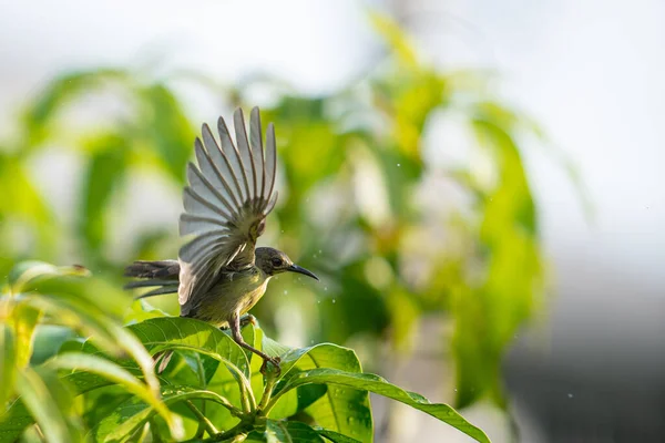 Beautiful Little Ayeyarwady Bulbul Enjoying Rain Drop Mango Tree Close — Stock Photo, Image