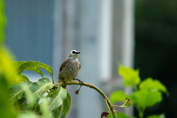 Magnifique Petit Bulbul Vent Jaune Profitant Une Goutte Pluie Sur — Photo