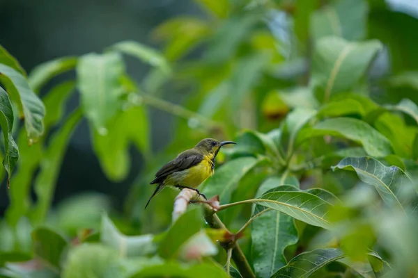 Hermoso Pequeño Sunbird Disfrutando Con Una Gota Lluvia Árbol Mango —  Fotos de Stock