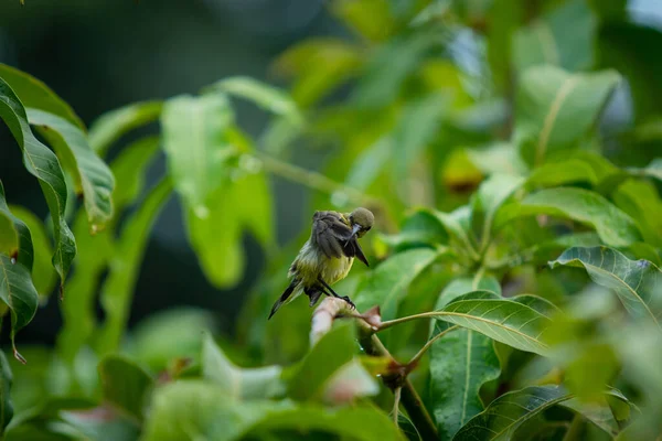 Όμορφη Μικρή Sunbird Απολαμβάνοντας Μια Σταγόνα Βροχής Στο Δέντρο Μάνγκο — Φωτογραφία Αρχείου