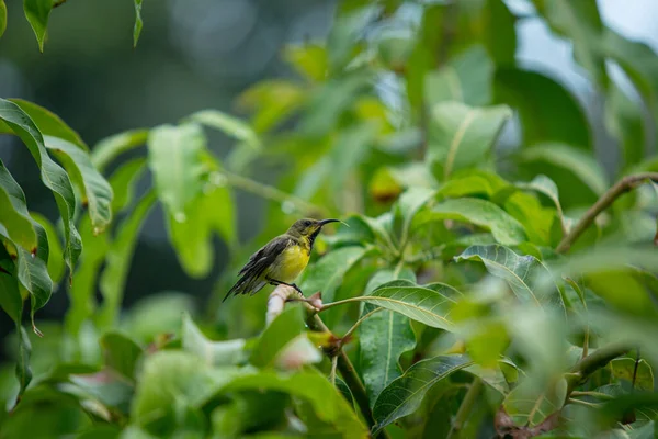 Όμορφη Μικρή Sunbird Απολαμβάνοντας Μια Σταγόνα Βροχής Στο Δέντρο Μάνγκο — Φωτογραφία Αρχείου