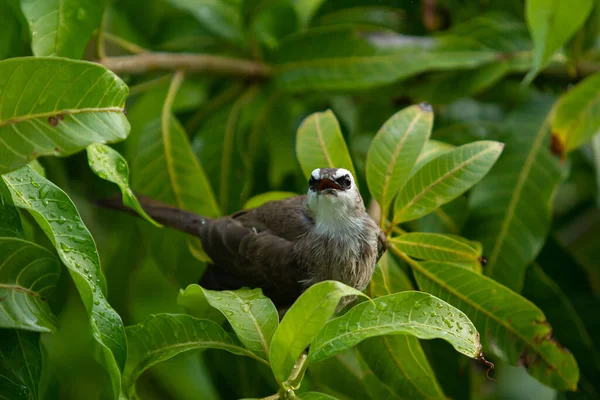 Όμορφη Μικρή Κίτρινο Vented Bulbul Απολαμβάνοντας Μια Σταγόνα Βροχής Στο — Φωτογραφία Αρχείου