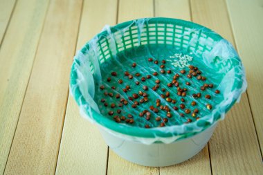 Evdeki ıslak bir tencereye, fotokopi alanı ile yakın bir yere sebze tohumları ekiyorum. Ev konseptinde kendi başına yap..