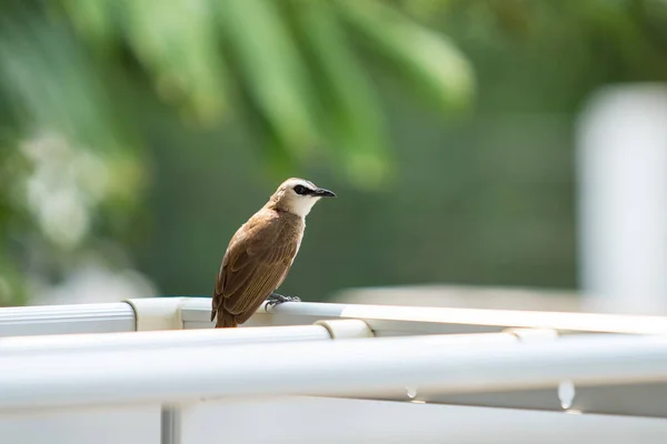 Beautiful Tiny Bird Tropical Zone Countries Called Yellow Vented Bulbul — Stock Photo, Image