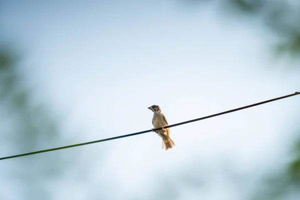 Small Local Passeridae Bird Cable Wire Close Bird Urban Area — Stock Photo, Image