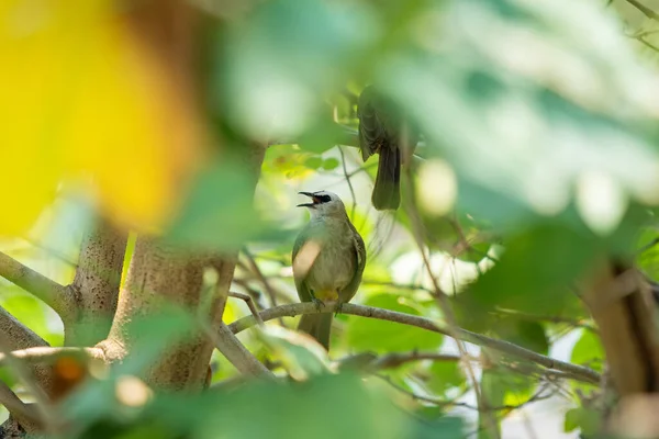 Beautiful Yellow Vented Bulbul Birds Staying Big Tree Branches Together — Stock Photo, Image
