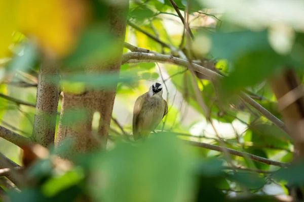 Beautiful Yellow Vented Bulbul Birds Staying Big Tree Branches Together — Stock Photo, Image