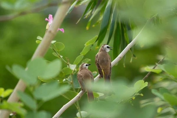 Beautiful Yellow Vented Bulbul Birds Staying Big Tree Branches Together — Stock Photo, Image