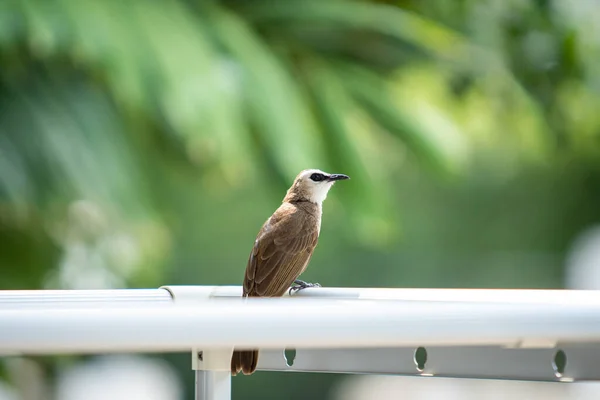 Beautiful Tiny Bird Tropical Zone Countries Called Yellow Vented Bulbul — Stock Photo, Image