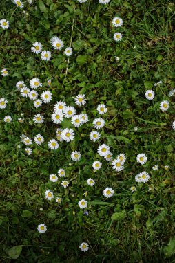 Green grass with flowers on summer