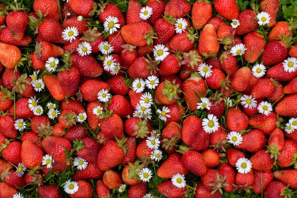 Fraise Rouge Sur Herbe Verte — Photo