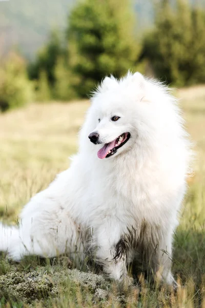 Close Cute White Dog Wood — Zdjęcie stockowe