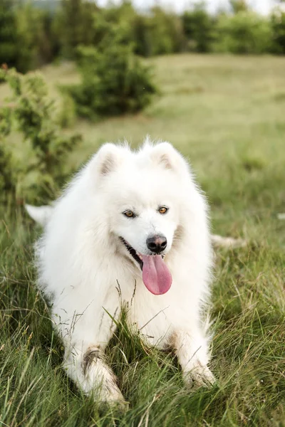 Close Cute White Dog Wood — Stock Photo, Image