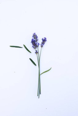 Beyaz arka planda açan lavanta çiçekleri