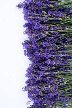 Beyaz arka planda açan lavanta çiçekleri