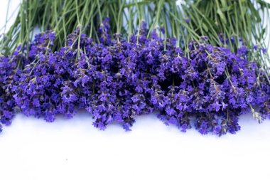 Beyaz arka planda açan lavanta çiçekleri