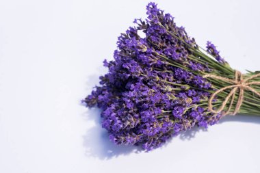 Beyaz arka planda açan lavanta çiçekleri