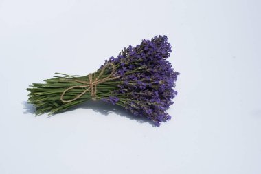 Beyaz arka planda açan lavanta çiçekleri