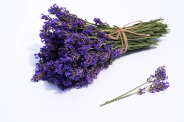 Beyaz arka planda açan lavanta çiçekleri