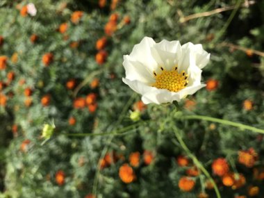 Avluda küçük çiçek 