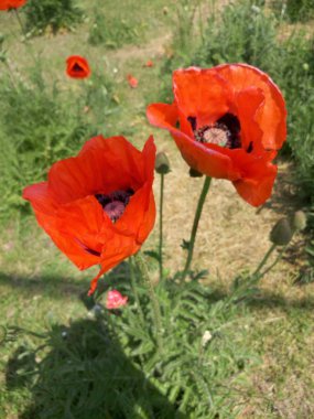 Alanında iki haşhaş