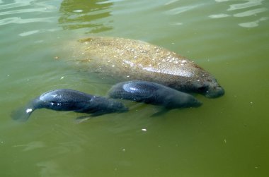 Manatee iki buzağı ile