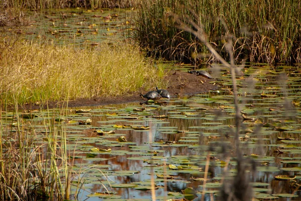 2 черепахи на берегу пруда — стоковое фото