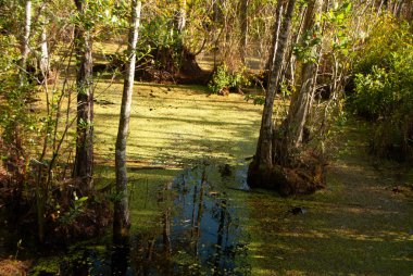 Gölet pislik ve ağaçlar