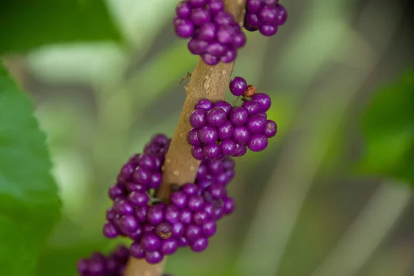 Grappolo di bacche viola — Foto Stock