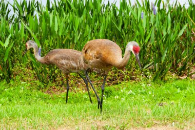 Grus piliçle Sandhill crane