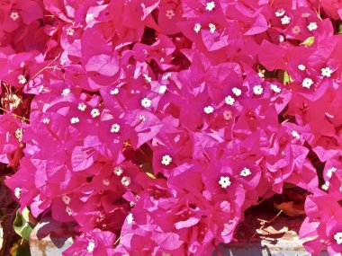 Kırmızı Bougainvillea çiçek