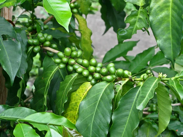 Grãos de café na árvore — Fotografia de Stock