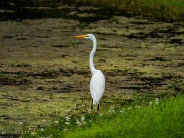 Great Egret in Retention Pond clipart