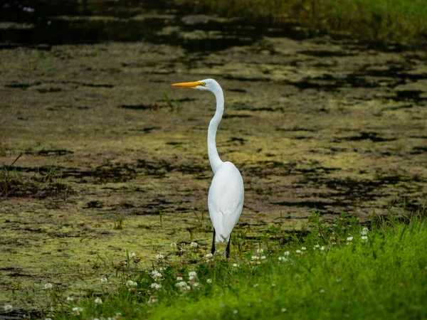 Grande Egret na lagoa de retenção Fotografias De Stock Royalty-Free