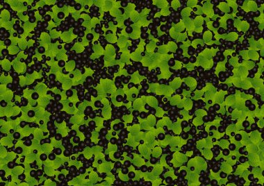 Siyah frenk üzümü çilek vektör seamless modeli. Sağlıklı yaz arka planını yeşil yaprakları ile yaban mersini, siyah kuş üzümü