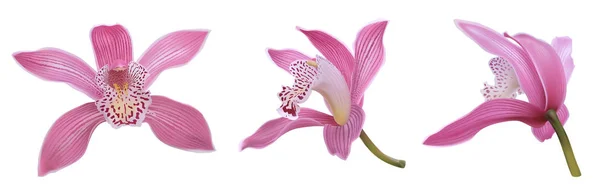 Orchid Pink Flowers Isolated White Background Different Angles Vector Illustration — ストックベクタ