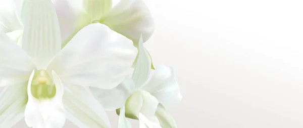 ギフト券 現実的な白い蘭の花の花束とバウチャー 結婚式のデザイン 招待カードまたはクーポンに便利な空白の背景テンプレート — ストック写真